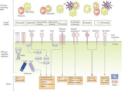 The advances in the regulation of immune microenvironment by Candida albicans and macrophage cross-talk